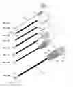 Fig. 08 - Radiofrequency probes with retractable multi-tined electrodes