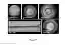 Fig. 49 - Cardiac tissue constructs and methods of fabrication thereof