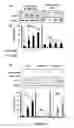 Fig. 12 - Composition and method for treating neuronal ceroid lipofuscinosis