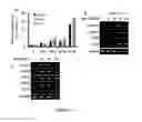 Fig. 19 - Composition and method for treating neuronal ceroid lipofuscinosis