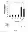 Fig. 22 - Composition and method for treating neuronal ceroid lipofuscinosis