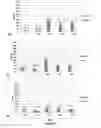 Fig. 06 - SYNBIOTIC COMPOSITION AND USE THEREOF