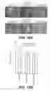 Fig. 19 - Ehrlichial invasin for immunization, diagnosis, and cell delivery
