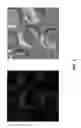 Fig. 03 - Host cells with artificial endosymbionts