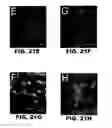 Fig. 49 - Compositions and methods for polynucleotide transfection