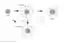 Fig. 01 - FUNCTIONALIZED ULTRABRIGHT FLUORESCENT SILICA PARTICLES