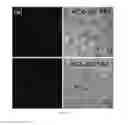 Fig. 06 - FUNCTIONALIZED ULTRABRIGHT FLUORESCENT SILICA PARTICLES
