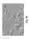 Fig. 13 - Chemically stable ceramic-metal composite membrane for hydrogen separation