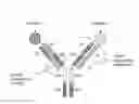 Fig. 01 - MULTISPECIFIC ANTIBODIES