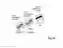Fig. 16 - MULTISPECIFIC ANTIBODIES