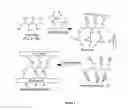 Fig. 02 - Photoactive bioadhesive compositions