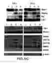 Fig. 07 - MESODERM AND DEFINITIVE ENDODERM CELL POPULATIONS