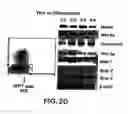 Fig. 22 - MESODERM AND DEFINITIVE ENDODERM CELL POPULATIONS