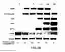 Fig. 33 - MESODERM AND DEFINITIVE ENDODERM CELL POPULATIONS