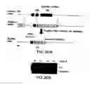 Fig. 35 - MESODERM AND DEFINITIVE ENDODERM CELL POPULATIONS