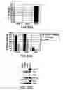 Fig. 40 - MESODERM AND DEFINITIVE ENDODERM CELL POPULATIONS