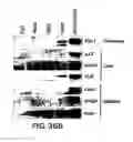 Fig. 44 - MESODERM AND DEFINITIVE ENDODERM CELL POPULATIONS
