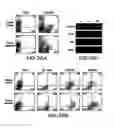 Fig. 45 - MESODERM AND DEFINITIVE ENDODERM CELL POPULATIONS