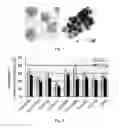 Fig. 05 - Method of rapidly inducing large-scale and high-purity mesenchymal stem cells to transdetermine into hematopoietic stem cells