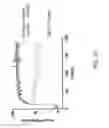 Fig. 07 - CELL LINES EXPRESSING CFTR AND METHODS OF USING THEM