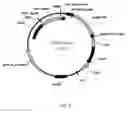 Fig. 08 - VARIANTS OF CELLOBIOHYDROLASES