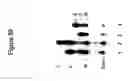 Fig. 85 - Templated molecules and methods for using such molecules