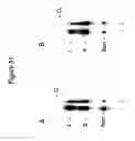 Fig. 86 - Templated molecules and methods for using such molecules