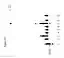 Fig. 89 - Templated molecules and methods for using such molecules