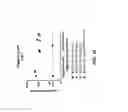 Fig. 40 - Multimeric oligonucleotides compounds having cleavable linkers