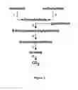 Fig. 04 - Methods and Systems for Methylotrophic Production of Organic Compounds