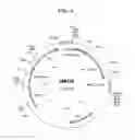 Fig. 09 - YEAST CELLS HAVING DISRUPTED PATHWAY FROM DIHYDROXYACETONE PHOSPHATE TO GLYCEROL