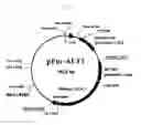 Fig. 02 - Method of producing heterogeneous protein