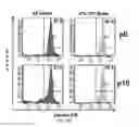 Fig. 09 - ISOLATION AND CHARACTERIZATION OF TUMOR CELLS USING SHEAR STRESS MEASUREMENTS