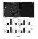 Fig. 02 - Cardiac stem cells and methods of identifying and using the same
