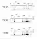 Fig. 09 - Deposition and Selective Removal of Conducting Helplayer for Nanostructure Processing
