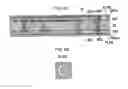 Fig. 07 - Package substrate
