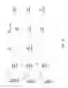 Fig. 06 - SHORT MESSAGE SERVICE IN PROSE