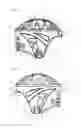 Fig. 03 - PROTECTIVE LIGHTWEIGHT HELMET