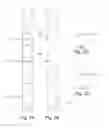 Fig. 03 - VEGETABLE GROWTH SUPPORT DEVICE