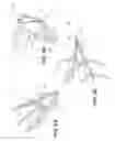 Fig. 09 - Decorative tree