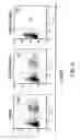 Fig. 09 - Viral vector nanocapsule for targeting gene therapy and its preparation