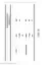 Fig. 13 - Viral vector nanocapsule for targeting gene therapy and its preparation