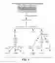 Fig. 02 - Methods For Bone Treatment By Modulating An Arachidonic Acid Metabolic or Signaling Pathway