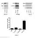 Fig. 05 - METHODS AND COMPOSITIONS FOR TREATING CANCER