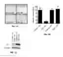 Fig. 07 - METHODS AND COMPOSITIONS FOR TREATING CANCER