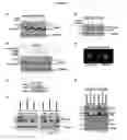 Fig. 06 - Use of Small Molecule Unfolder Protein Response Modulators to Treat Tumors With Active Sonic Hedgehog (SSH) Signaling Due To Smoothened (SMO) Mutation