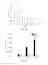 Fig. 04 - BERBERINE-CONTAINING PHARMACEUTICAL COMPOSITION FOR INHIBITING CANCER STEM CELL GROWTH OR CARCINOMA METASTASIS AND APPLICATION THEREOF