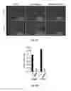 Fig. 04 - Non-replicating virus-derived particles and uses thereof