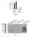 Fig. 06 - Non-replicating virus-derived particles and uses thereof