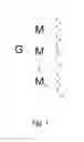 Fig. 02 - Targeting of glycoprotein therapeutics